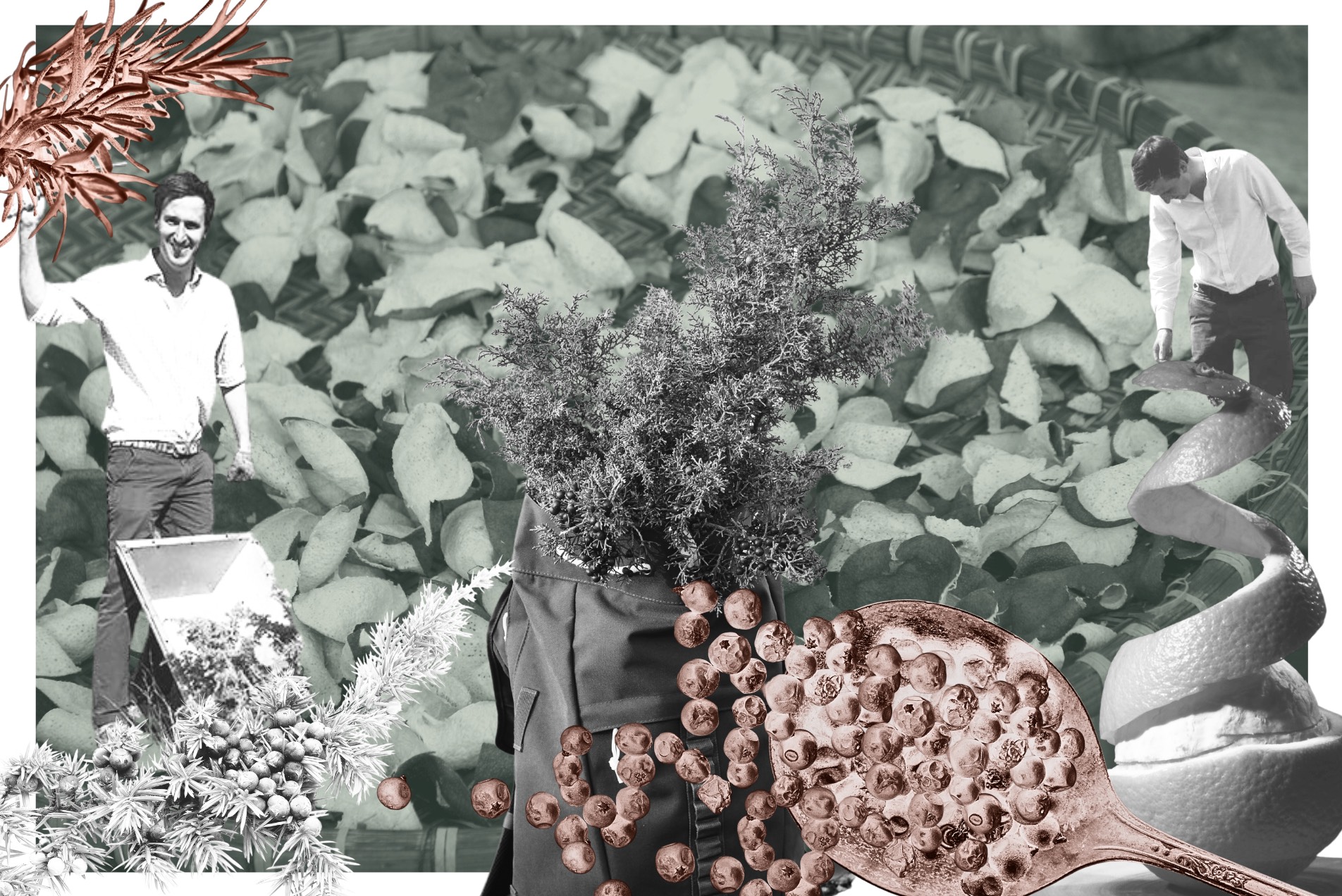 Botanical supply chain insight for Distillers